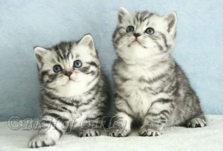 Wurfankündigung BKH Silver Tabby aus HCM geschallte Linien, PKD negativ getestet, mit Thermochip