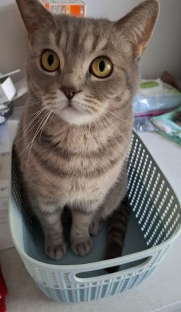 Deckkater für meine Bkh Silver Tabby