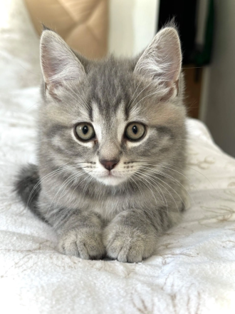 BKH Black Silber Tabby(Marmor)&Grau Whiskas Muster