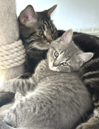 BKH Black Silber Tabby(Marmor)&Grau Whiskas Muster
