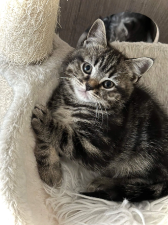 BKH Black Silber Tabby(Marmor)&Grau Whiskas Muster