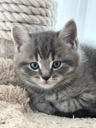 BKH Black Silber Tabby(Marmor)&Grau Whiskas Muster