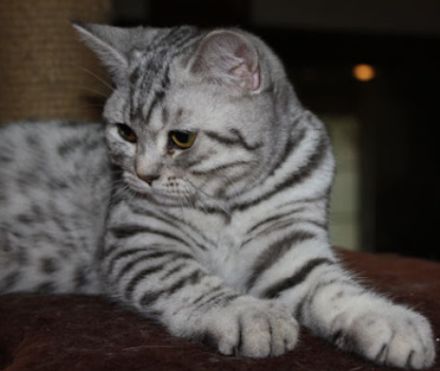 BKH Black Silber Tabby(Marmor)&Grau Whiskas Muster