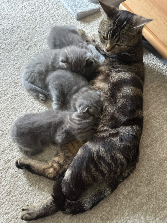 BKH Black Silber Tabby(Marmor)&Grau Whiskas Muster
