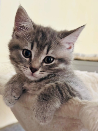 BKH Black Silber Tabby(Marmor)&Grau Whiskas Muster