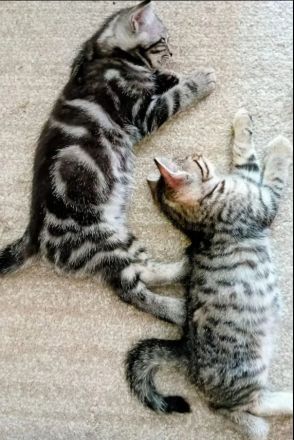 BKH Black Silber Tabby(Marmor)&Grau Whiskas Muster