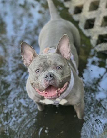 American Bully Pocket Weibchen