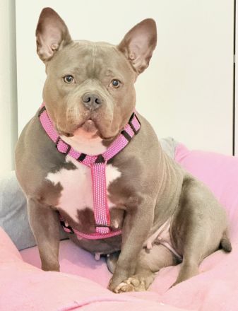 American Bully Pocket Weibchen