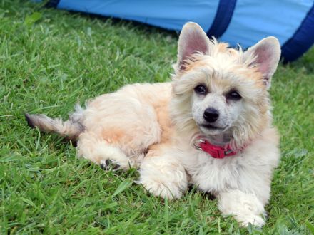 Chinese Crested Dog~ Chinesischer Schopfhund