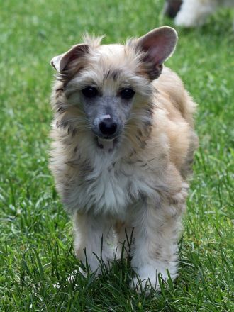 Chinese Crested Dog~ Chinesischer Schopfhund
