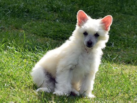 Chinese Crested Dog~ Chinesischer Schopfhund
