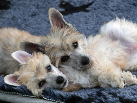 Chinese Crested Dog~ Chinesischer Schopfhund