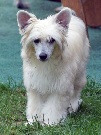 Chinese Crested Dog~ Chinesischer Schopfhund