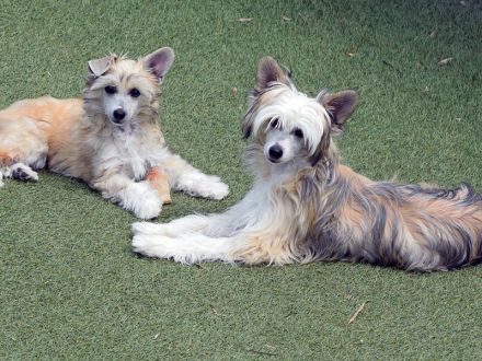 Chinese Crested Dog~ Chinesischer Schopfhund