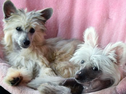 Chinese Crested Dog~ Chinesischer Schopfhund