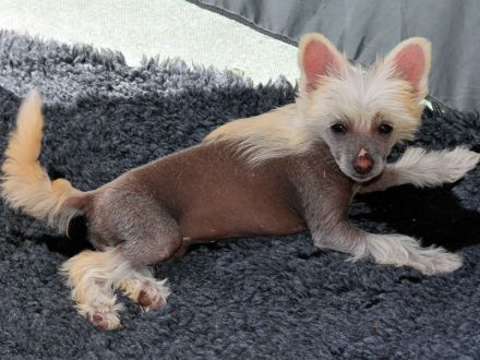 Chinese Crested Dog~ Chinesischer Schopfhund