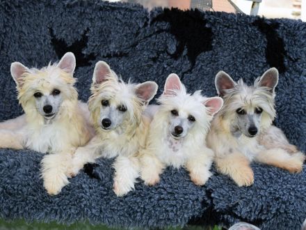 Chinese Crested Dog~ Chinesischer Schopfhund
