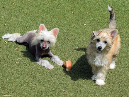 Chinese Crested Dog~ Chinesischer Schopfhund