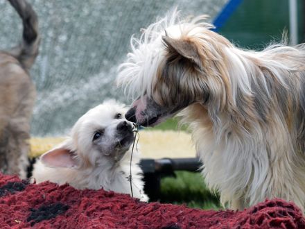 Chinese Crested Dog~ Chinesischer Schopfhund