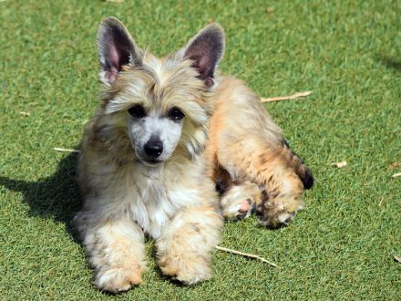 Chinese Crested Dog~ Chinesischer Schopfhund