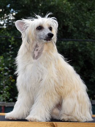 Chinese Crested Dog~ Chinesischer Schopfhund