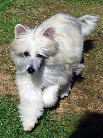 Chinese Crested Dog~ Chinesischer Schopfhund