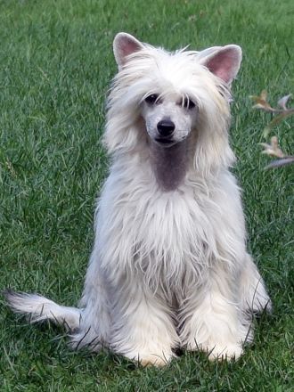 Chinese Crested Dog~ Chinesischer Schopfhund
