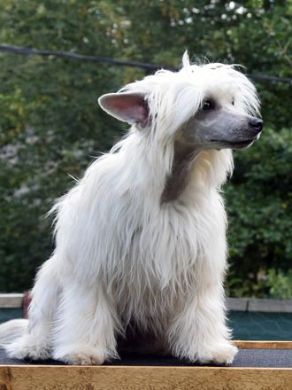 Chinese Crested Dog~ Chinesischer Schopfhund