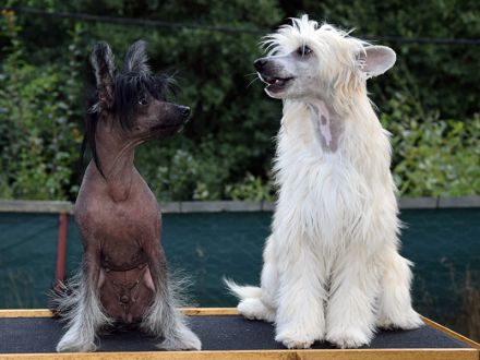 Chinese Crested Dog~ Chinesischer Schopfhund