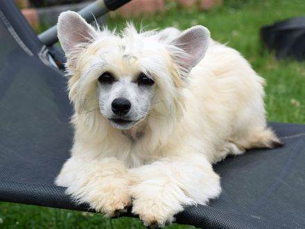 Chinese Crested Dog~ Chinesischer Schopfhund
