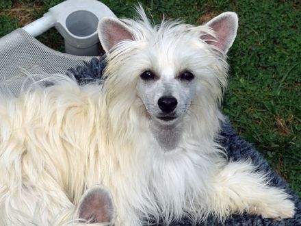 Chinese Crested Dog~ Chinesischer Schopfhund