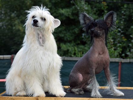 Chinese Crested Dog~ Chinesischer Schopfhund