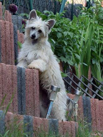 Chinese Crested Dog~ Chinesischer Schopfhund