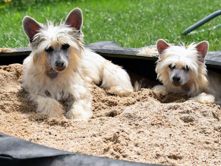 Chinese Crested Dog~ Chinesischer Schopfhund
