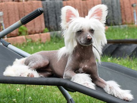 Chinese Crested Dog~ Chinesischer Schopfhund