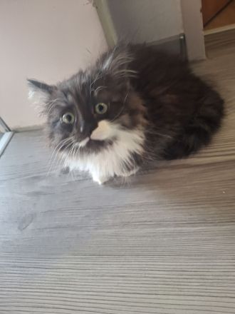 Maine Coon Kätzchen