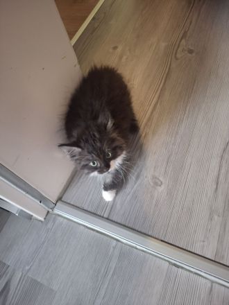 Maine Coon Kätzchen