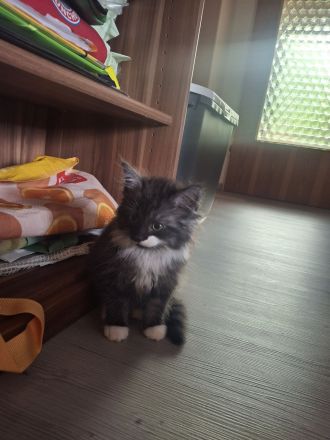 Maine Coon Kätzchen