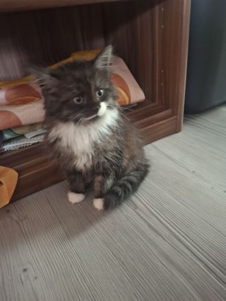 Maine Coon Kätzchen