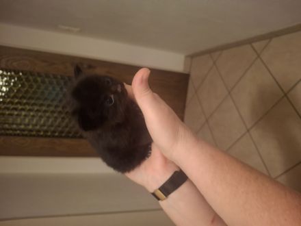 Maine Coon Kätzchen