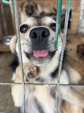 Nelly sucht ihr Für-immer-Zuhause