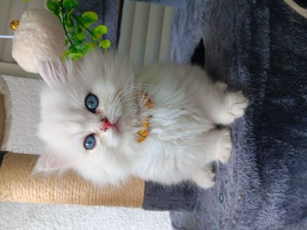 Reinrassige Britisch langhaar Kitten in Black silver shaded mit blauen Augen