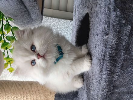 Reinrassige Britisch kurz und langhaar Katerchen in Weiß point mit strahlend blauen Augen