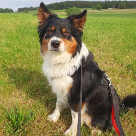 Elsa in 92431 Neunburg sucht ihr Für-immer-Zuhause
