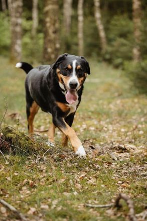 Rocky in 25795 Weddingstedt sucht den Für-immer-Zuhause