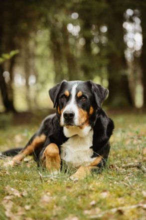 Rocky in 25795 Weddingstedt sucht den Für-immer-Zuhause