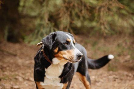 Rocky in 25795 Weddingstedt sucht den Für-immer-Zuhause