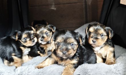 Unsere Yorkshire-Terrier-Welpen suchen ein liebevolles Zuhause