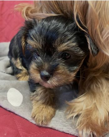 Unsere Yorkshire-Terrier-Welpen suchen ein liebevolles Zuhause