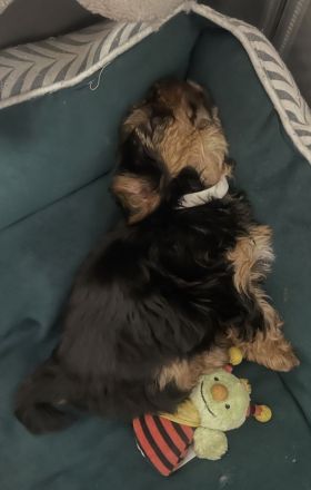 Unsere Yorkshire-Terrier-Welpen suchen ein liebevolles Zuhause